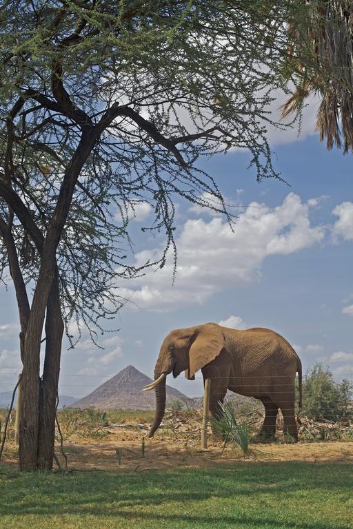 Ashnil Samburu Camp Villa Archers Post Eksteriør billede