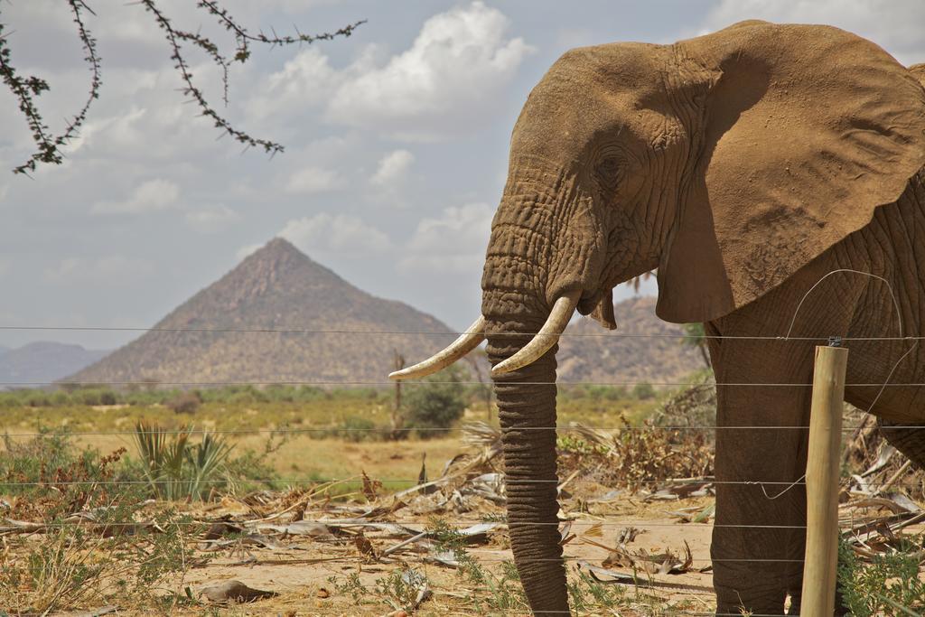 Ashnil Samburu Camp Villa Archers Post Eksteriør billede